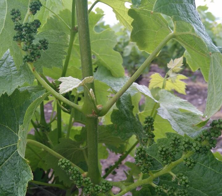 Birth of the first Merlot of the vintage