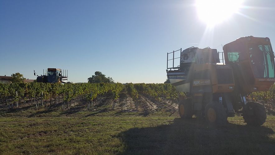 Début des vendanges 2016